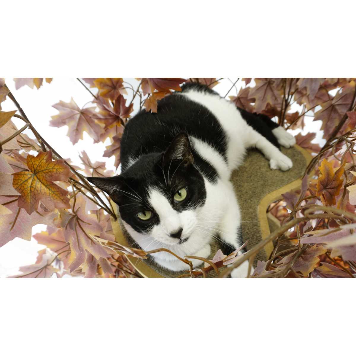 Deluxe Cushioned Lap TrayWooden FrameBirman Burmese Cat in Autumn Leaves