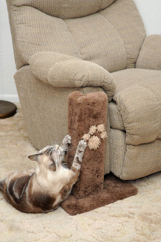 Corner Furniture Protector Cat Scratcher CatsPlay Superstore