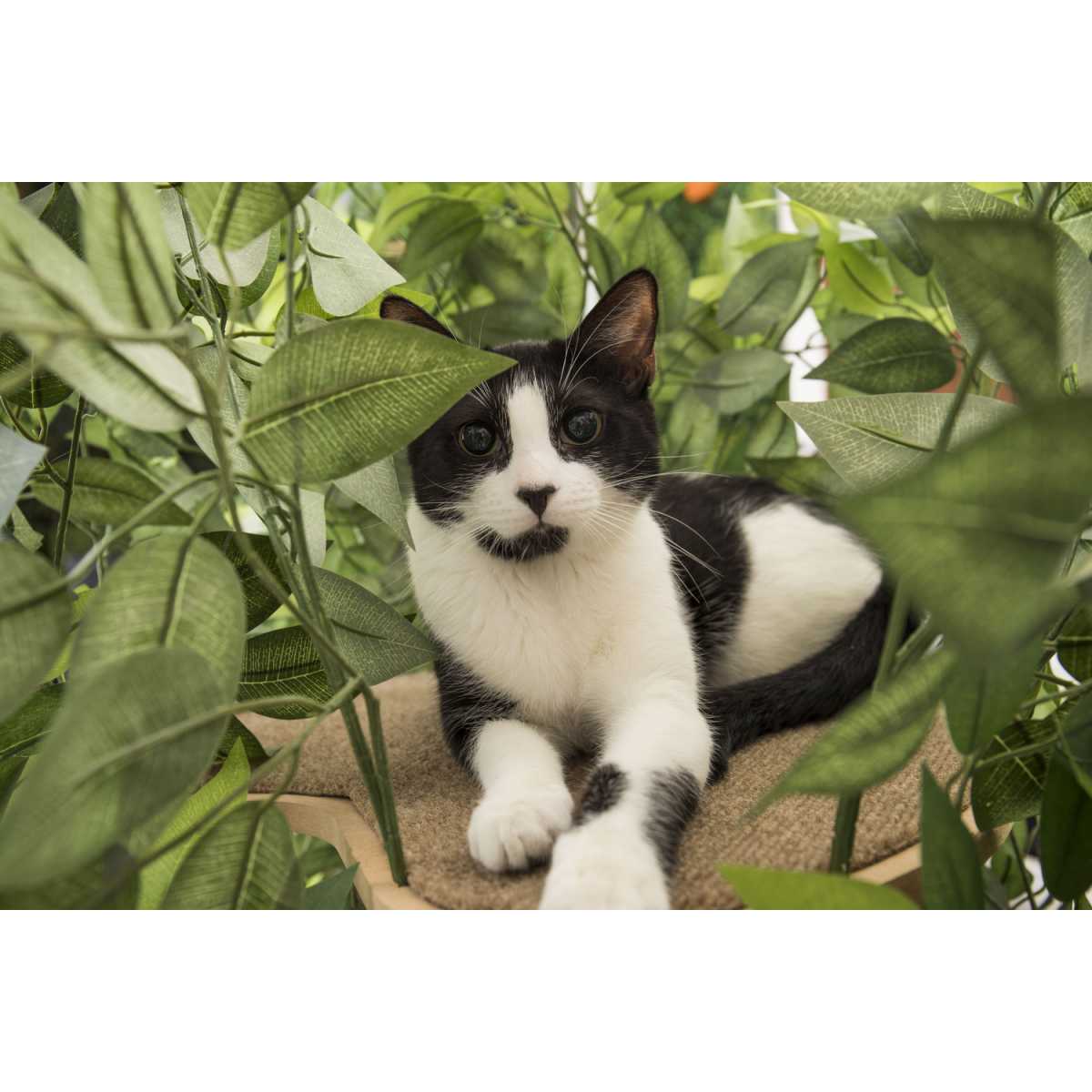 Deluxe Cushioned Lap TrayWooden FrameBirman Burmese Cat in Autumn Leaves